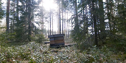 Client - Hikiän video thumbnail